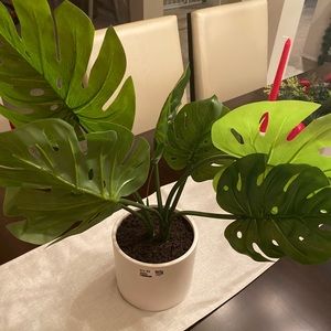Monstera Plant in Pot